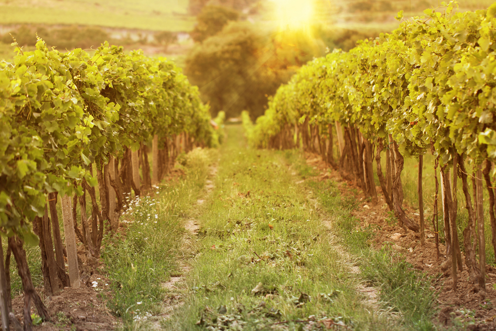 Travel the Vineyards and Experience Wine Tours on Long Island with