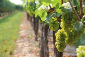 long island wine tours