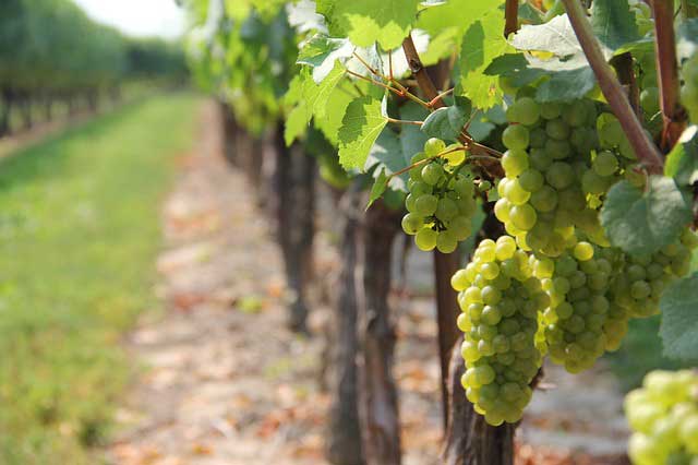 long island wine tours